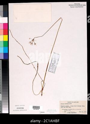 Allium cernuum Roth Allium cernuum Roth. Banque D'Images