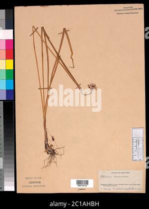 Allium cernuum Roth Allium cernuum Roth. Banque D'Images