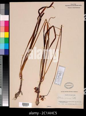 Allium cernuum Roth Allium cernuum Roth. Banque D'Images