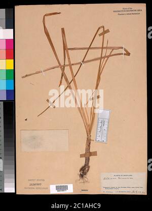 Allium cernuum Roth Allium cernuum Roth. Banque D'Images