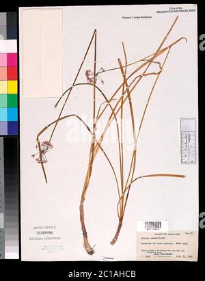 Allium cernuum Roth Allium cernuum Roth. Banque D'Images