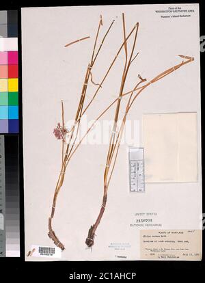 Allium cernuum Roth Allium cernuum Roth. Banque D'Images