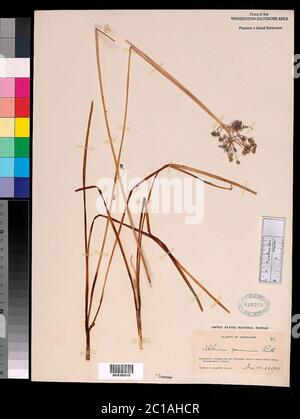 Allium cernuum Roth Allium cernuum Roth. Banque D'Images