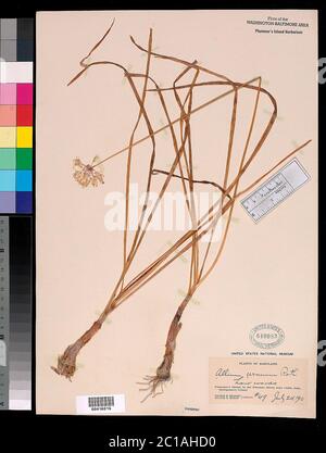 Allium cernuum Roth Allium cernuum Roth. Banque D'Images