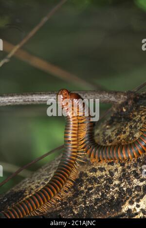 Un millipede géant africain ou shongololo (Archispirostreptus gigas), couple qui se forme sur la branche, île de Nosy Komba, Madagascar. Banque D'Images