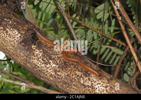 Un millipede géant africain ou shongololo (Archispirostreptus gigas), couple qui se forme sur la branche, île de Nosy Komba, Madagascar. Banque D'Images