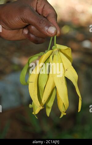 Main tenant l'arbre ylang-ylang ou les fleurs de l'arbre cananga, village d'Ampangorinana, île de Nosy Komba, Madagascar. Banque D'Images