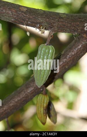 Gousse de fruits au cacao, village d'Ampangorinana, île de Nosy Komba, Madagascar. Banque D'Images