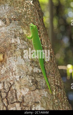 Gecko de Madagascar sur tronc d'arbre, (Phelsuma grandis), village d'Ampangorinana, île de Nosy Komba, Madagascar. Banque D'Images