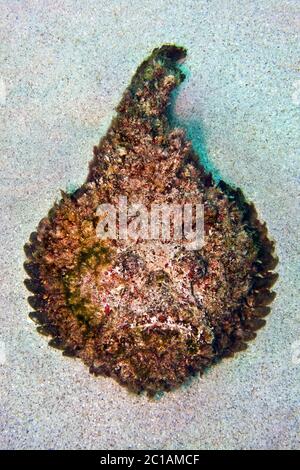 Stonefish - Synanceia verrucosa Banque D'Images