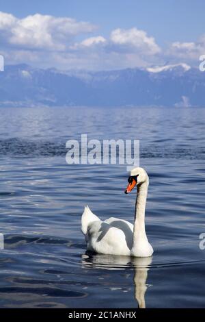 Cygne tuberculé - Cygnus olor Banque D'Images