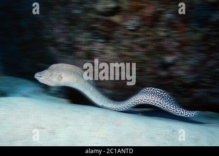 La fièvre jaune Gymnothorax nudivomer - MORAY Banque D'Images