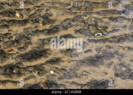 Motifs et coquillages de sable sur la plage, village d'Ampangorinana, île de Nosy Komba, Madagascar. Banque D'Images