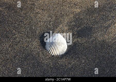 Shell sur la plage à Ampangorinana Village, île de Nosy Komba, Madagascar. Banque D'Images