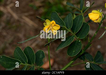 Senna bicapsularis L Roxb Senna bicapsularis L Roxb. Banque D'Images