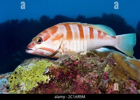 Le mérou - Epinephelus fasciatus Blacktip Banque D'Images