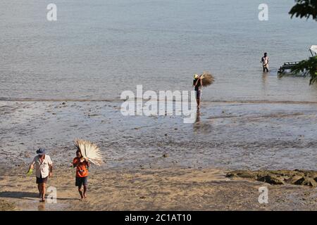 Travailleurs portant des feuilles de palmier pour la couverture traditionnelle de chaume sur la plage, village d'Ampangorinana, île de Nosy Komba, Madagascar. Banque D'Images