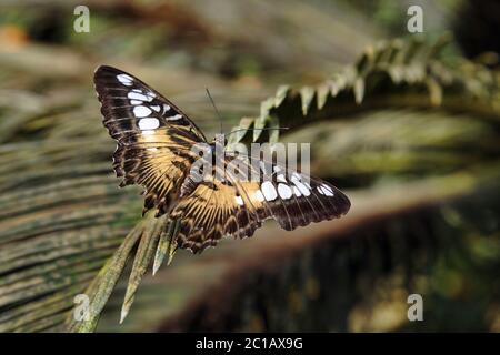 Papillon Clipper - Parthenos sylvia Banque D'Images