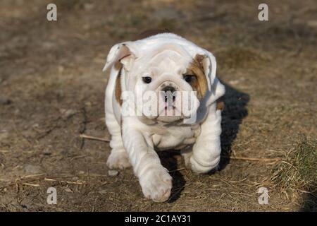 Petit chiot bouledogue anglais de plein air en cours d'exécution Banque D'Images