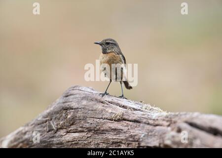 Stonechat femelle (Saxicola torquatus) Banque D'Images