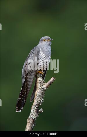 Cuckoo commun mâle (Cuculus canorus) Banque D'Images