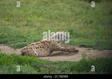 Hyena tachetée riant hyenas crocuta crocuta Safari Afrique Banque D'Images