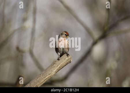 Moins de redpoll dans les bois Banque D'Images