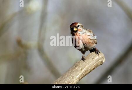 Moins de redpoll dans les bois Banque D'Images