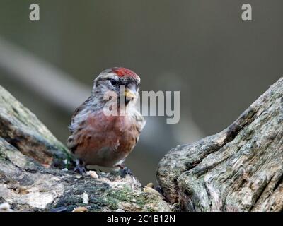 Moins de redpoll dans les bois Banque D'Images