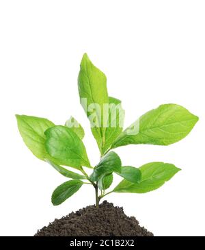 Plante verte poussant dans le sol isolé sur un blanc Banque D'Images