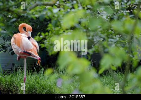 Flamants d'Amérique - Phénicopterus ruber Banque D'Images