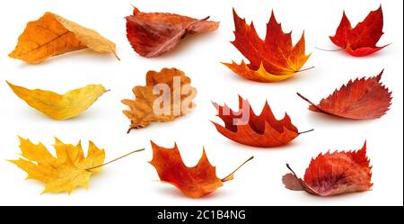 Feuilles isolées. Collection de feuilles d'automne déchue multicolores isolées sur fond blanc Banque D'Images