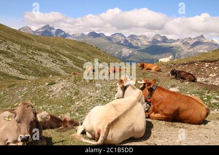 Vaches se reposant sur les Alpes de haute montagne Banque D'Images