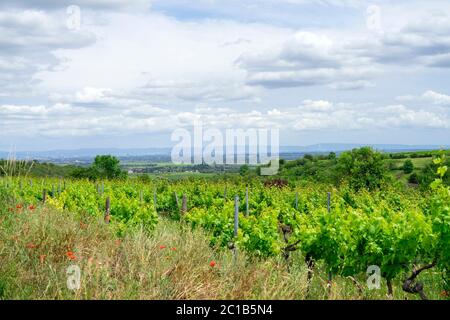 Vallée du Rhin avec vignobles et les villes de Ludwigshafen et Mannheim Banque D'Images