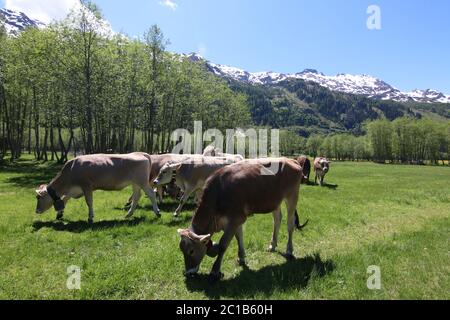 Vaches pâturage herbe prairie Alpes suisses Banque D'Images