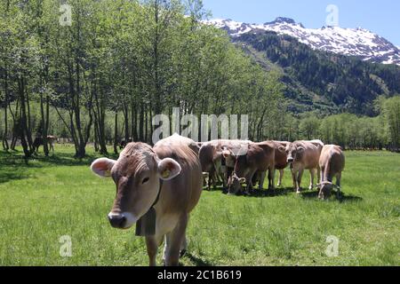 bétail pâturage herbe pré alpes Banque D'Images