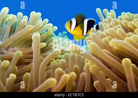 - Poisson clown Amphiprion chrysogaster Mauricien Banque D'Images