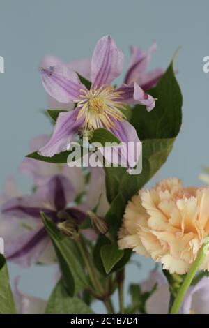 Photographie studio de bouquet de fleurs hollandaises colorées. Gerberas Fresias, Roses, fleurs de Carnation. Look classique Banque D'Images