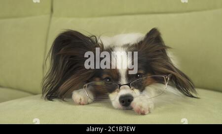 Chien chien Papillon dans les verres se trouve sur la table sur ses pattes et pense Banque D'Images