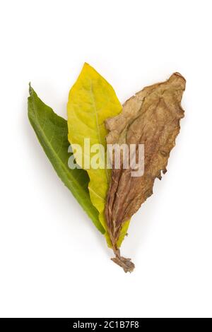 Les feuilles de tabac frais et séché. Banque D'Images