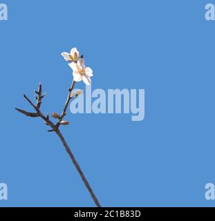 Fleur d'amande sur branche Banque D'Images