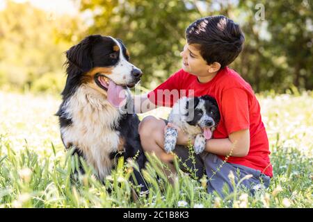 Garçon avec un chien de montagne bernois et un chiot Banque D'Images