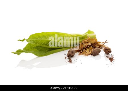 Feuilles de tabac frais avec les feuilles séchées et graines Banque D'Images