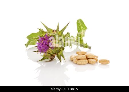 Le chardon de lait médecine naturelle. Banque D'Images