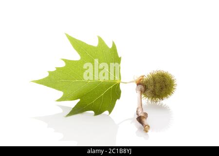 Platanus feuilles et baies Banque D'Images