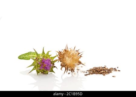 Le chardon de lait frais et secs avec des graines de fleurs. Banque D'Images