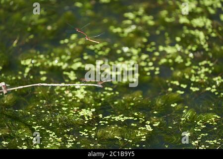 Grand couple de couples de pyrrrrhosoma nymphula damselflies Coenagrionidae Banque D'Images