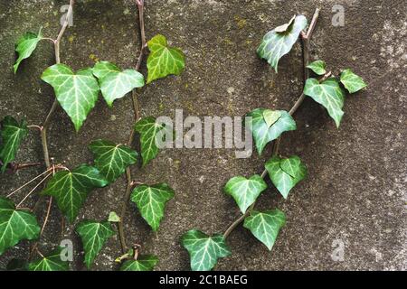 Gros plan d'un fond naturel de tiges de lierre verte avec des feuilles rampant sur un mur de ciment Banque D'Images