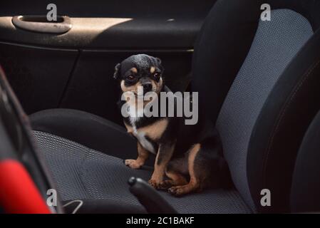 Chien en voiture. Chien drôle chihuahua. Assis en voiture. Chien avec de grandes oreilles dans une voiture en attente de propriétaire. chien chihuahua dans une voiture Banque D'Images