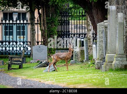 Dimanche 14 juin 2020. Édimbourg, Écosse. Un cerf de Virginie explore le cimetière Dean dans le centre d'Édimbourg, en Écosse. Pendant le confinement du coronavirus Covid-19, de nombreux animaux sauvages ont été vus explorer les centres urbains, car ils sont devenus plus calmes et moins perturbant l'être humain. Banque D'Images